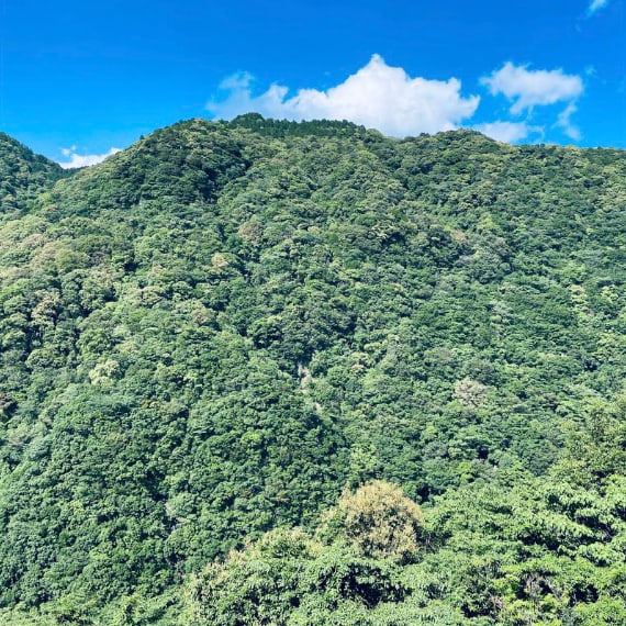 照葉樹の山々の写真