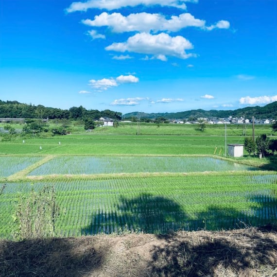 田園風景の写真