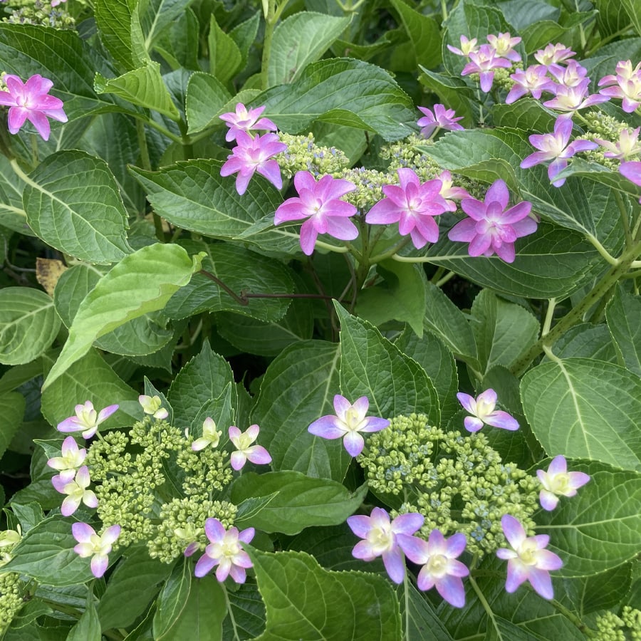 紫陽花の写真