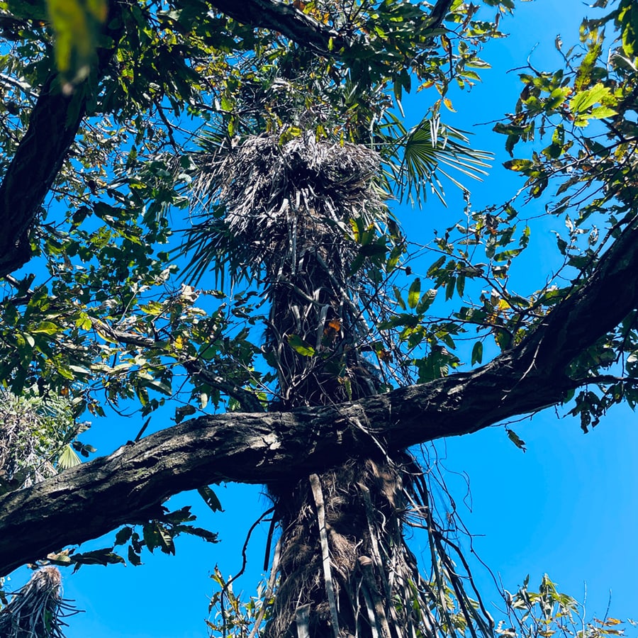 カキノキの写真